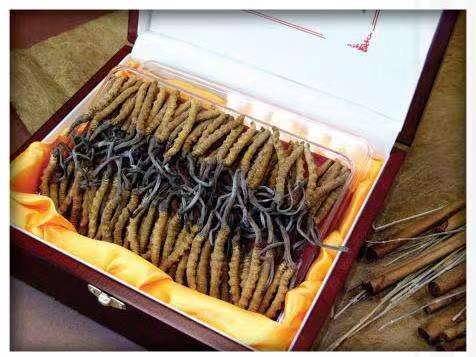 容县冬虫夏草回收